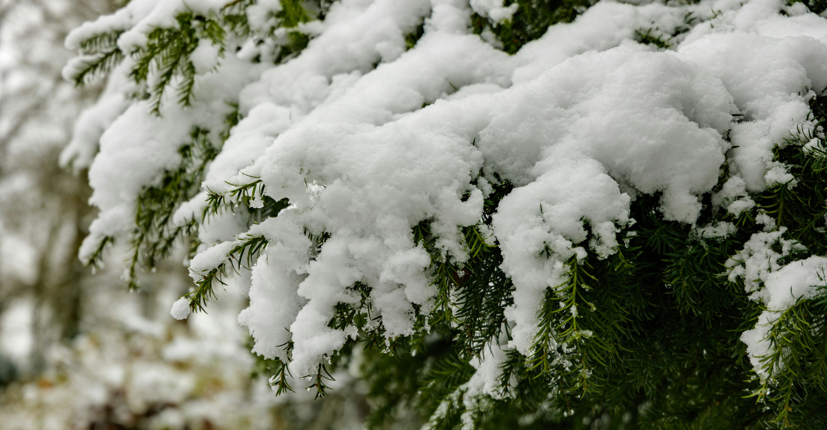 Snow covered branches of a green evergreen tree.