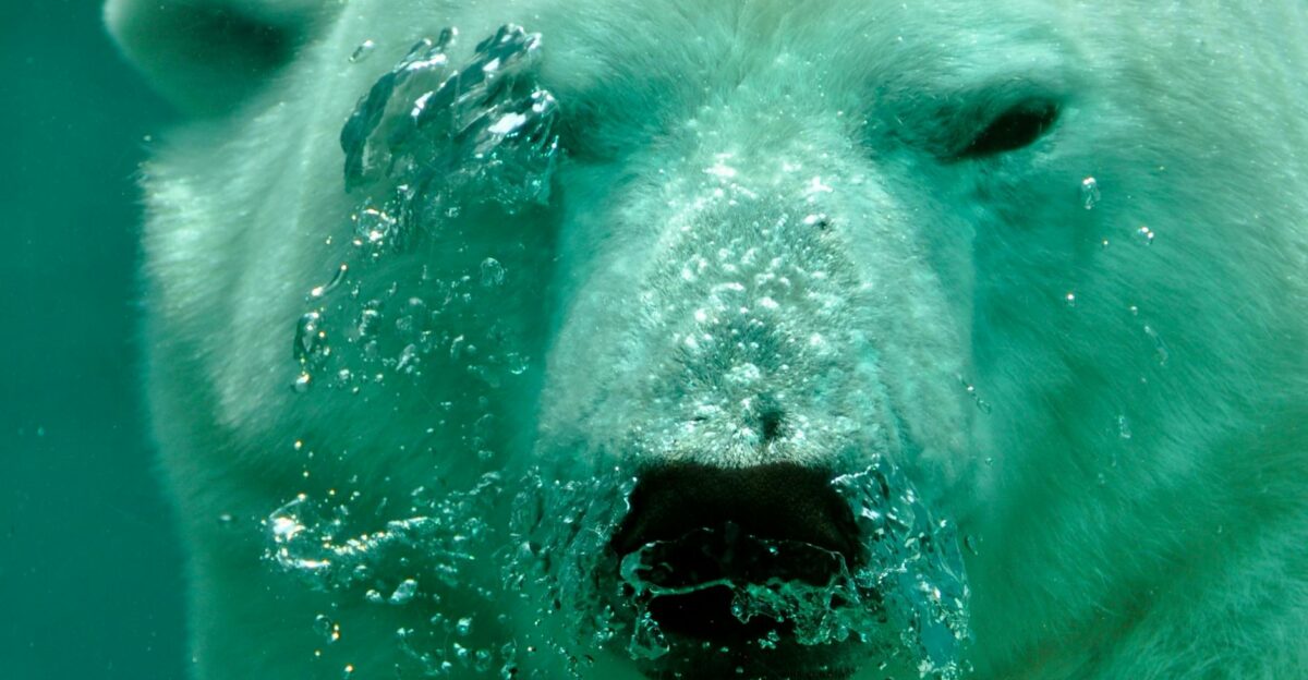 Captivating underwater view of a polar bear swimming with bubbles