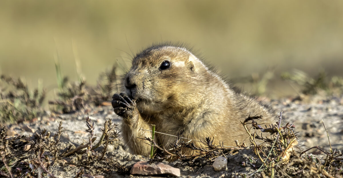 A black-tailed prairie dog Cynomys ludovicianus in Theodore Roosevelt National Park south unit North Dakota USA