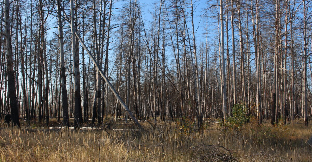 The Red Forest in the Chernobyl Exclusion Zone Ukraine