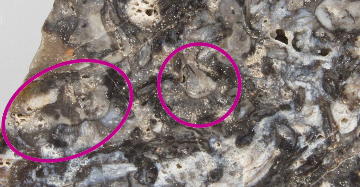 Surface view of a polished piece of Rhynie Chert showing many corms/tubers of <i>Horneophyton</i>. Marked examples: centre – single corm with rhizoids; left – linked corms with rhizoids. Scale bar is 1 cm. A larger scale view of the centre corm is at <a href="//commons.wikimedia.org/wiki/File:Rhynie_chert_with_Horneophyton_2.jpg" title="File:Rhynie chert with Horneophyton 2.jpg">File:Rhynie chert with Horneophyton 2.jpg</a>. With thanks to H.-J. Weiss who gave me the sample of Rhynie Chert.