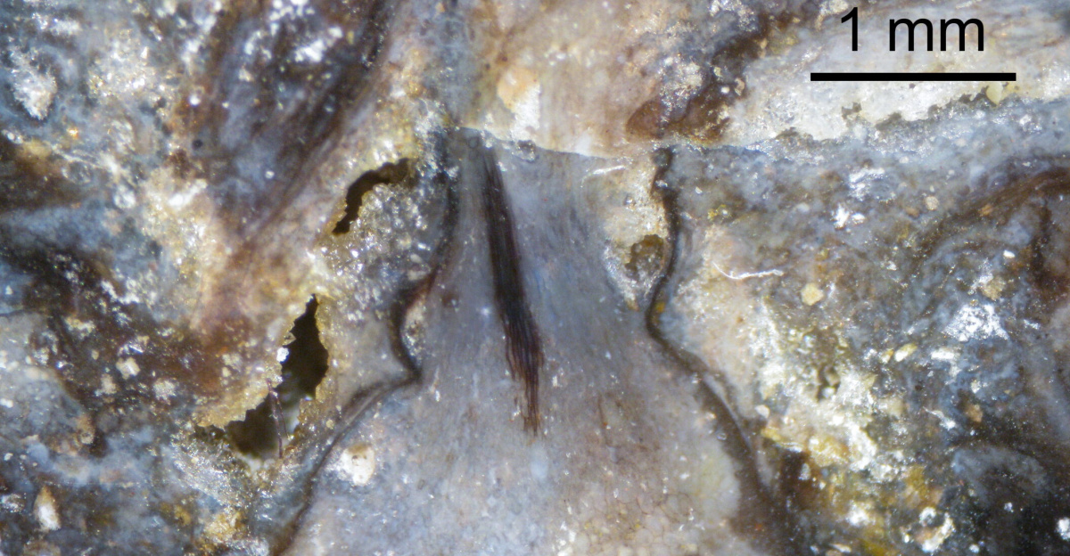 Surface view of a polished piece of Rhynie Chert showing a corm/tuber of <i>Horneophyton</i>. A smaller magnification view of the same specimen is at <a href="//commons.wikimedia.org/wiki/File:Rhynie_chert_with_Horneophyton_1.png" title="File:Rhynie chert with Horneophyton 1.png">File:Rhynie chert with Horneophyton 1.png</a>. With thanks to H.-J. Weiss who gave me the sample of Rhynie Chert. (Multiple photos were taken using a binocular microscope set to x60 and a digital camera; the images were then combined using Adobe Photoshop Elements.)