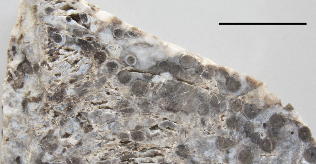Surface view of a polished piece of Rhynie chert showing many cross-sections of <i>Rhynia</i> stems (axes). Scale bar is 1 cm. See also the close-up at <a href="//commons.wikimedia.org/wiki/File:Rhynia_stem_%E2%80%93_superficial_view_with_scale.jpg" title="File:Rhynia stem – superficial view with scale.jpg">File:Rhynia stem – superficial view with scale.jpg</a>.