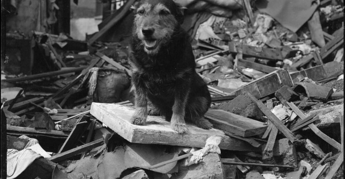 IWM caption Air Raid Precautions dog Rip sits on top of a pile of brick rubble and timber following an air raid in Poplar London