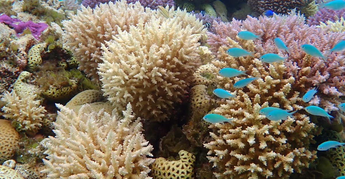 Underwater photos show the incredible diversity of the coral reef ecosystem, with innumerable different shapes and colors, at Rose Atoll Marine National Monument, Jan. 12, 2024. USFWS photos: Pete Leary
<p>In all, the tropical wonderland in the central Pacific Ocean protects about 100 species of stony corals, not to mention the 275 different reef fish that live among them. 
</p><p>The coral varieties come in shades of pink, purple or beige, in many cases amassing to look like a spiky collection of drywall anchors or a misshapen cantaloupe. 
</p><p>The atoll is known for its abundance of coralline algae, the primary reef-building species there, and the pink hue it creates.
</p><p>The national monument is also a national wildlife refuge, and one of the most pristine in the world, an undisturbed sanctuary for sea turtles, sharks, and seabirds, too. 
</p><p>Rose Atoll is part of American Samoa, with the local name Nu'u o Manu, or Village of Seabirds, and is the southernmost point of the U.S.
</p>
More about the refuge: <a rel="nofollow" class="external text" href="https://www.fws.gov/refuge/rose-atoll">www.fws.gov/refuge/rose-atoll</a>