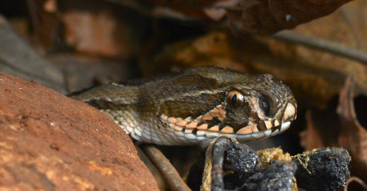 Russel s Viper Daboia russelii Photographed at BNHS Nature Reserve Mumbai Maharashtra by Dr Raju Kasambe