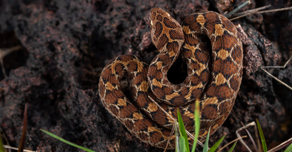 Saw scaled viper image taken at Byndoor laterite