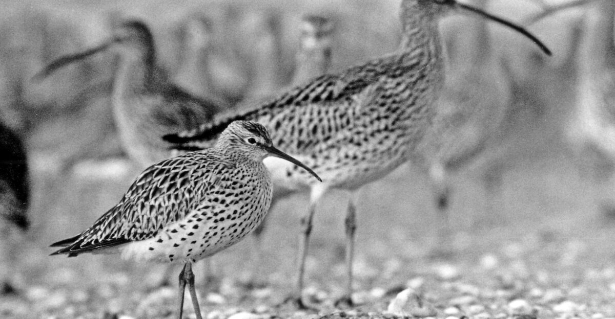 Marking the Loss of the Slender-billed Curlew A Wake-Up Call for