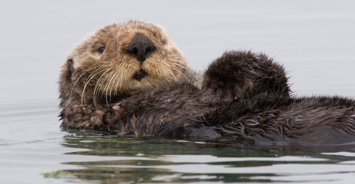 Sea Otter Enhydra lutris preening itself in Morro Bay Feb 21 2007 taken from a kayak on a calm day this critter got very comfortable with us