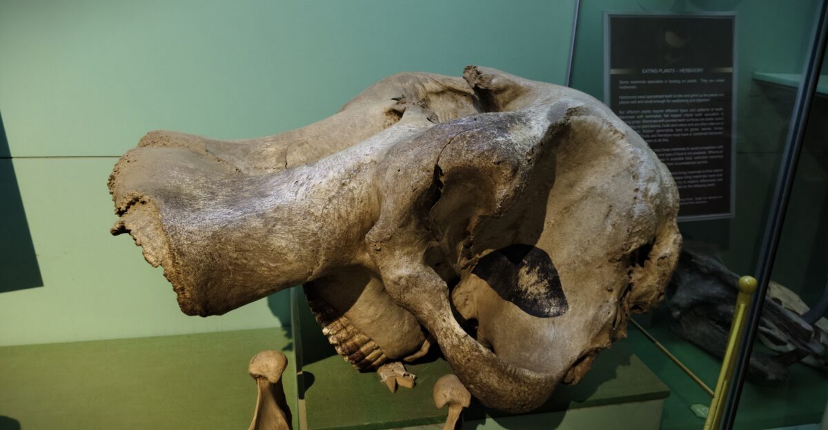 skull of a woolly mammoth Mammuthus primigenius