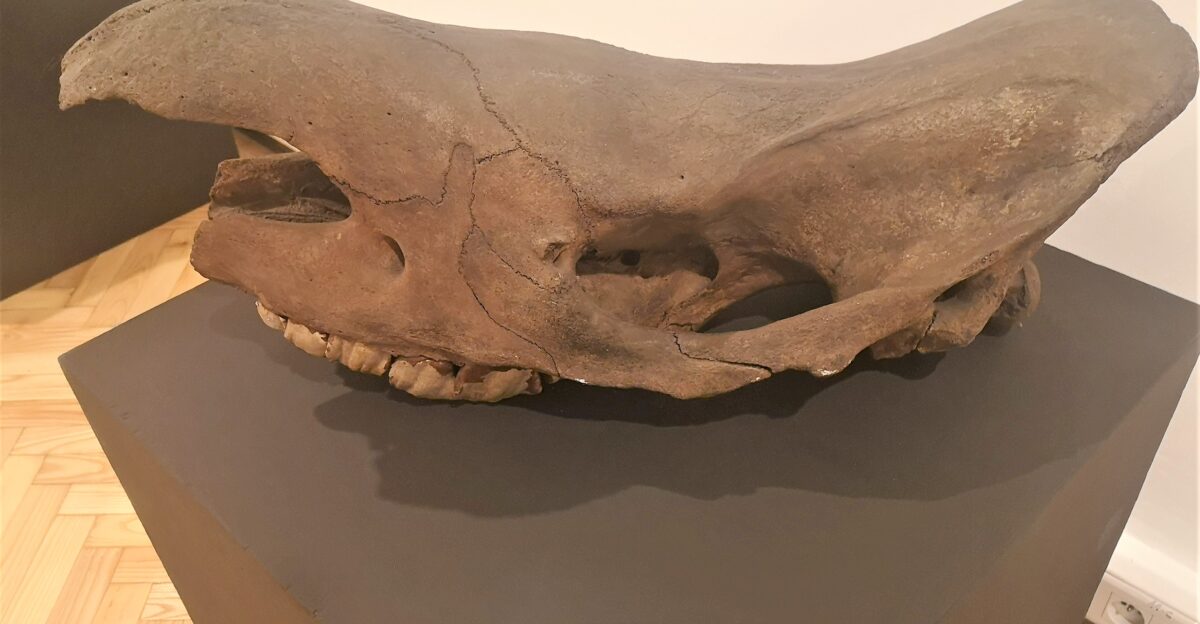 Skull of a Woolly Rhinoceros