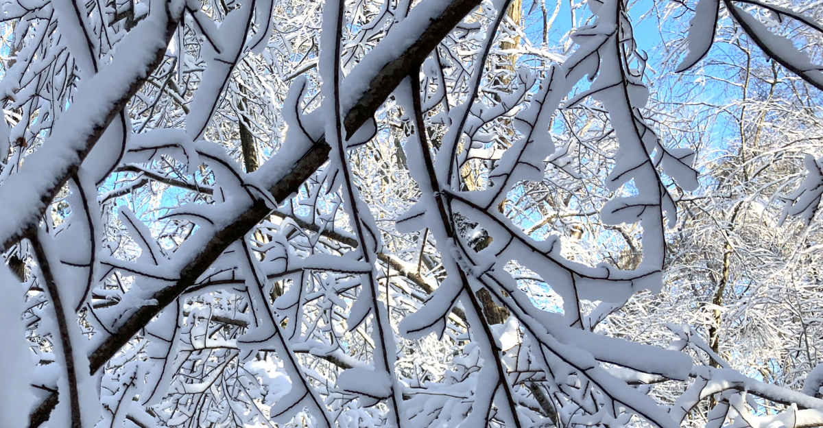 Snow in Magnolia Woods Massachusetts United States of America