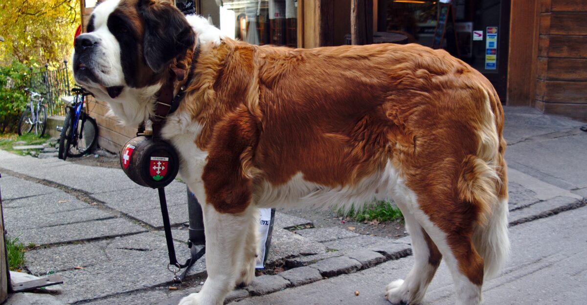 St Bernard dog with barrel in neck in Zermatt Switzerland