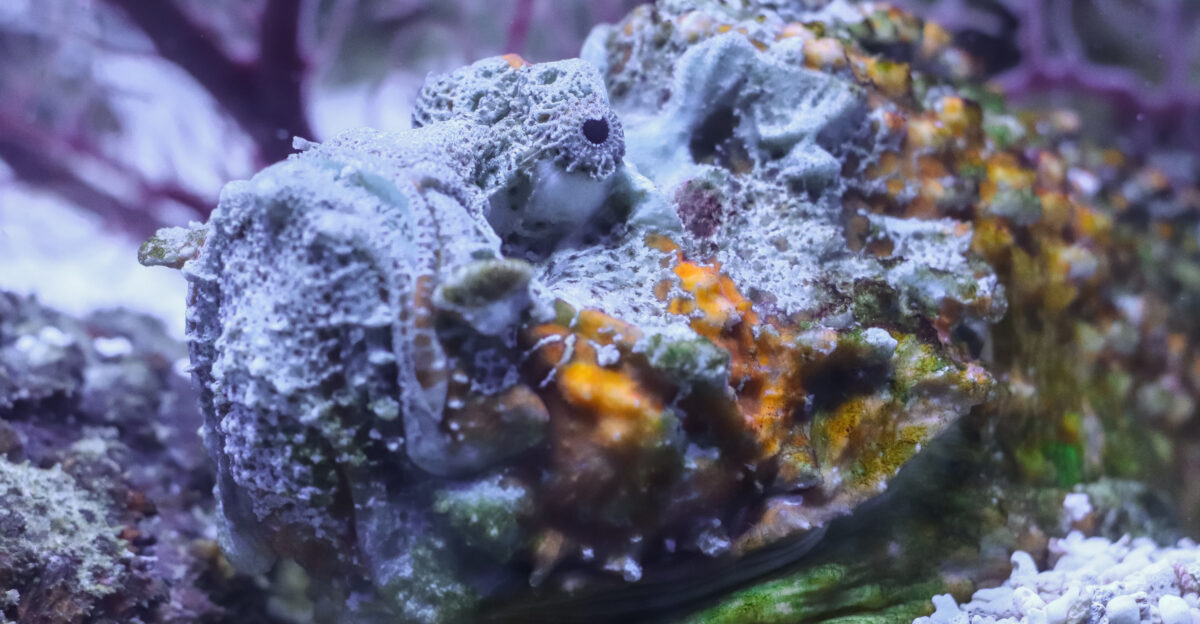 Reef stonefish Synanceia verrucosa