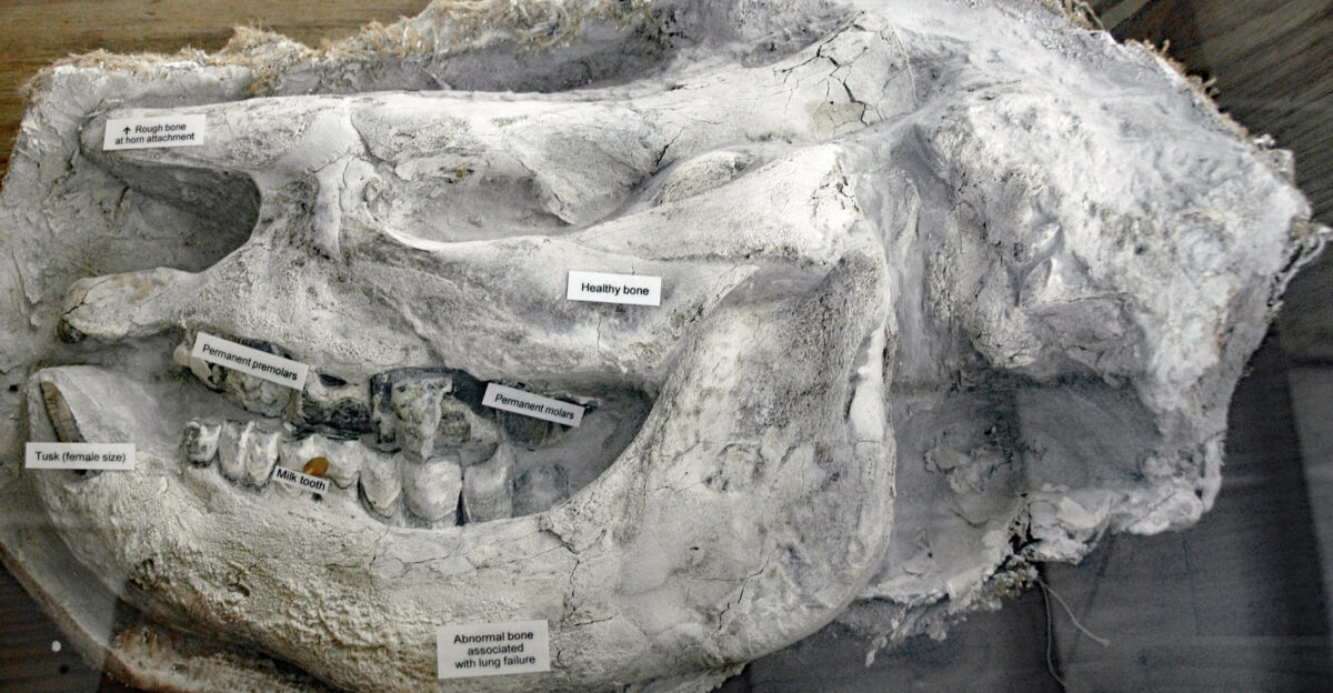 Teleoceras major Hatcher 1894 - fossil barrel-bodied rhinoceros skull from a Miocene ash fall deposit in Nebraska USA From on-site info Skull of young female rhino This skull was removed during construction of the Rhino Barn It shows clear evidende of the excess bone growth caused by suffocation over a period of weeks hypertrophic pulmonary osteodystrophy The small incisor tusk shows that the animal was female and the presence of one heavily-worn milk tooth in the upper and lower jaws indicates she was not fully mature The most abundant large animal discovered in the volcanic ash bed is an extinct rhinoceros with a body shape similar to today s hippopotamus Like hippos barrel-bodied rhinos may have wallowed in the waterholes that dotted the ancient savannas of the Great Plains Unlike modern-day rhinos which are primarily solitary creatures the Nebraska rhino probably was a social species that formed herds By studying the age and sex of more than 100 skeletons from Ashfall paleontologists concluded that Teleoceras males with large tusks may have defended harems of females with small tusks and their calves Young adult male skeletons are remarkably rare in the ash bed suggesting that bachelor males may have been excluded from the breeding herds and forced to live elsewhere Adult males were only about 3 5 feet tall at the shoulder but were over 10 feet long and 10 feet in circumference around the belly Females measured 20 smaller Teleoceras - the name means perfect horn and refers to the fact that both mle and female skulls have rough bumps near the end of their nasal bones proving that they had a true horn in life All mammal skeletons from the volcanic ash bed in Ashfall Park show a condition called Marie s Disease or Hypertrophic Pulmonary Osteodystrophy HPOD In modern animals this abnormal bone growth is associated with lung failure prolonged suffocation The volcanic ash that covered the area nearly 12 million years ago was so fine-grained that it apparently caused HPOD in all mammals that could not retreat into burrows Classification Animalia Chordata Vertebrata Mammalia Perissodactyla Rhinocerotidae Stratigraphy Cap Rock Member Ash Hollow Formation Ogallala Group Miocene 11 83 Ma Locality Hubbard Rhino Barn Ashfall Fossil Beds State Historical Park northeastern Nebraska USA Info at en wikipedia org wiki Teleoceras and en wikipedia org wiki Ashfall Fossil Beds