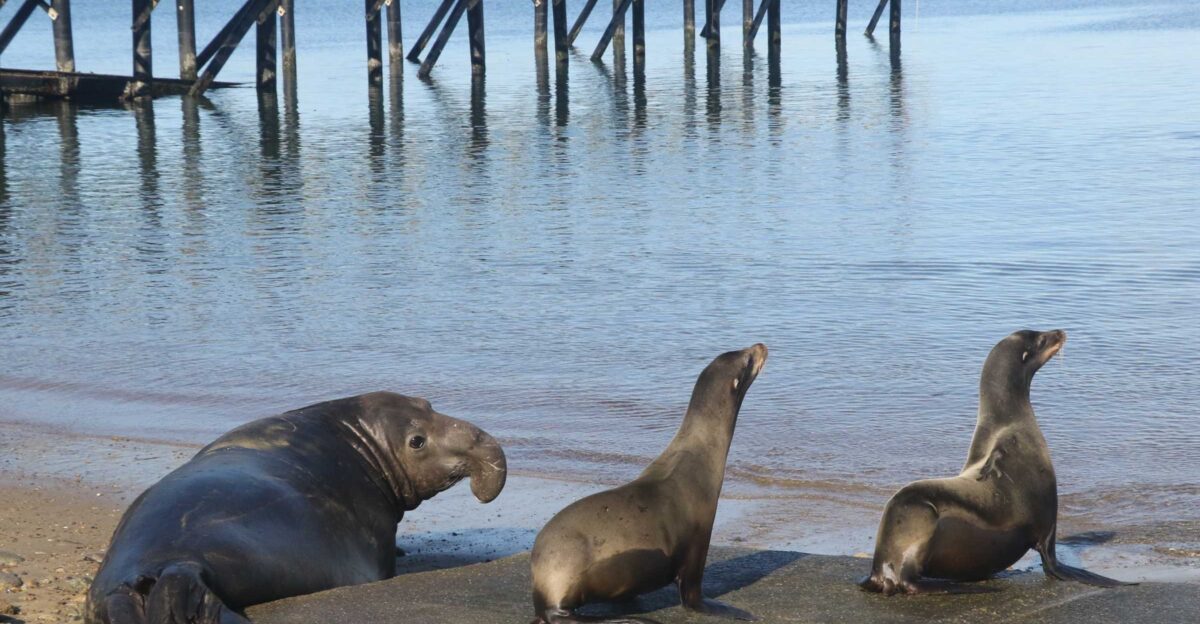 Seal vs Sea Lion Your Guide to Knowing the Difference The