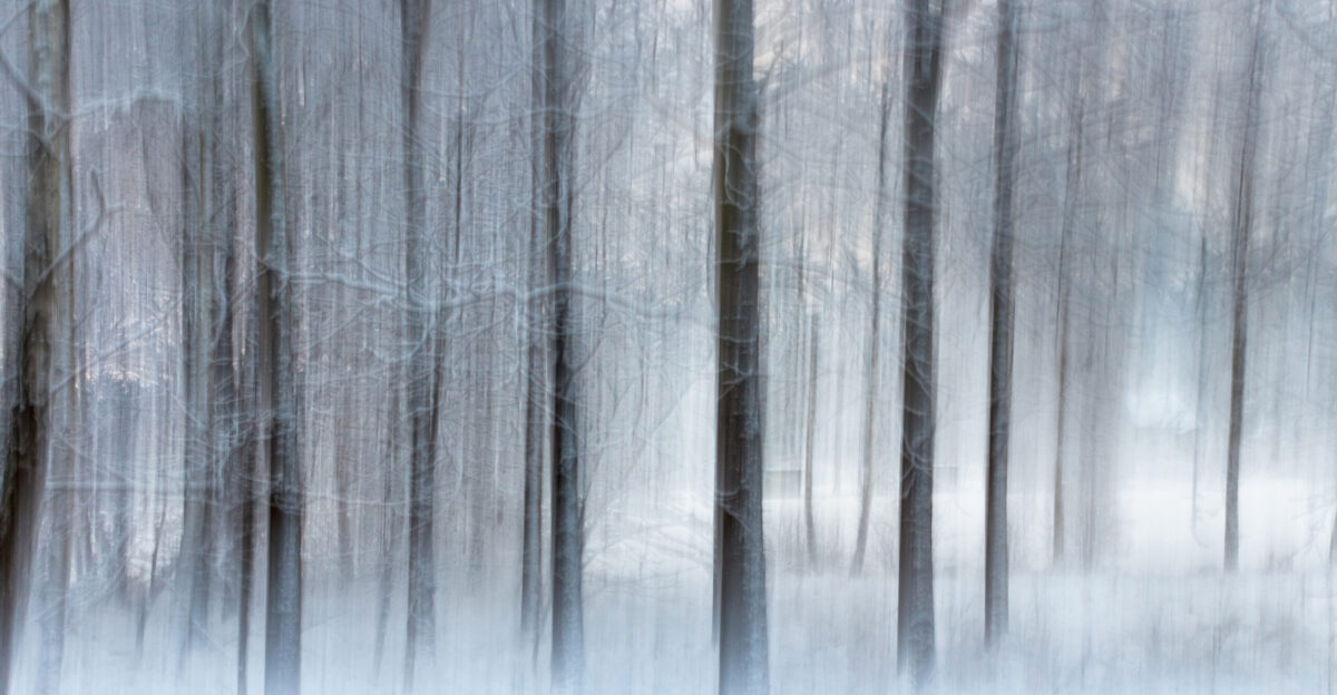Trees photographed with handheld ICM intentional camera movement on Myrstigen hiking trail in winter in Brastad Lysekil Municipality Sweden One photo made with hand-held camera in a slow movement with a short pause at the beginning for that double exposure effect
