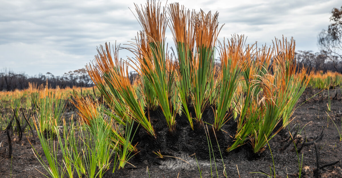 Grass trees sprouting new growth in Cape Conran Coastal Park Victoria DOI Neal Herbert