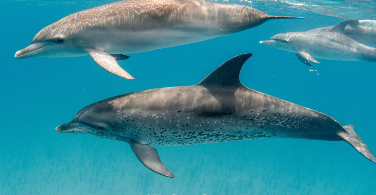 Wild Dolphin Project - The Marine Mammal Protection Act and Why It