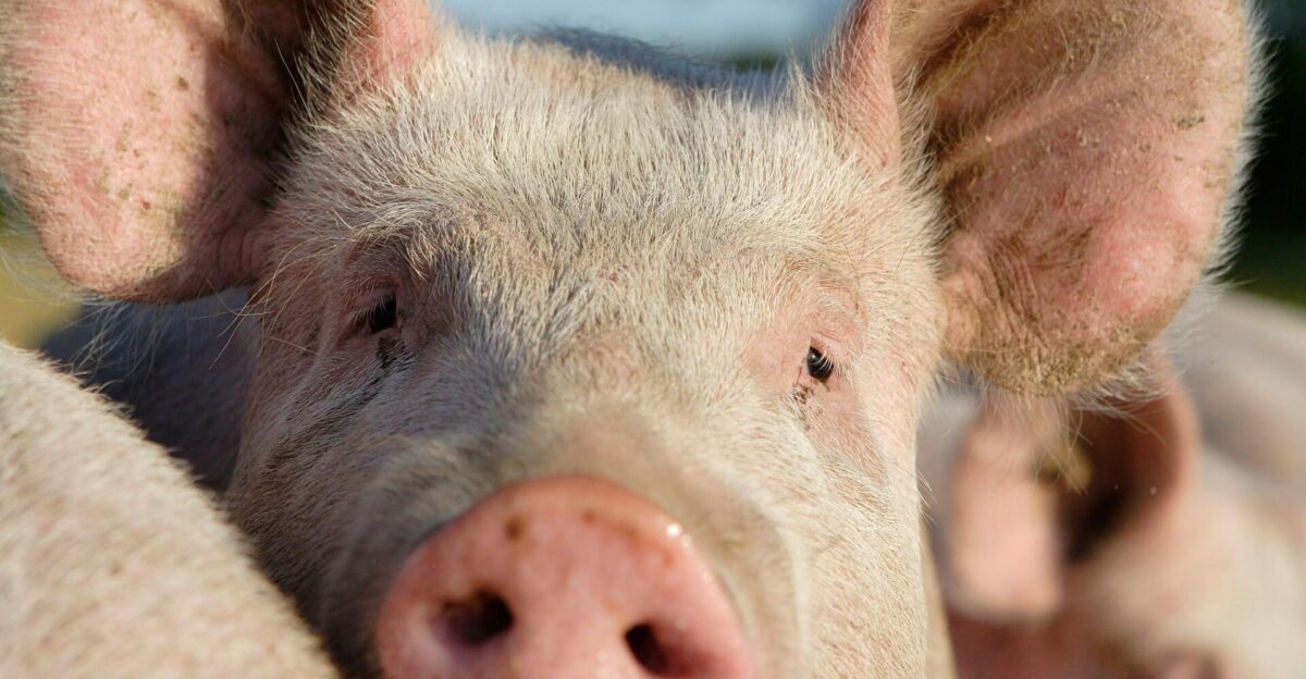 The Pork on Your Fork Unexpected Foods That Contain Pig - FOUR