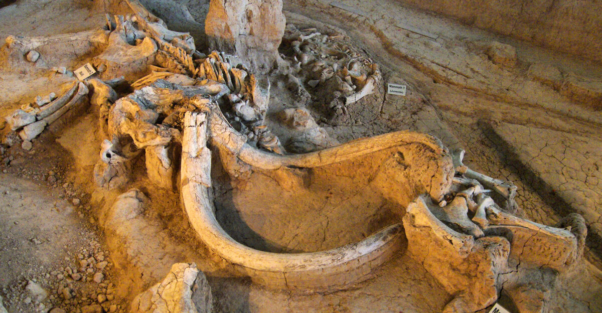 Mammoth remains at the Waco Mammoth National Monument Mammoth Q is a bull mammoth Mammoths R and T were juveniles Mammoth T was buried 68 000 years ago Mammoth Q and R were buried 15 000 years later