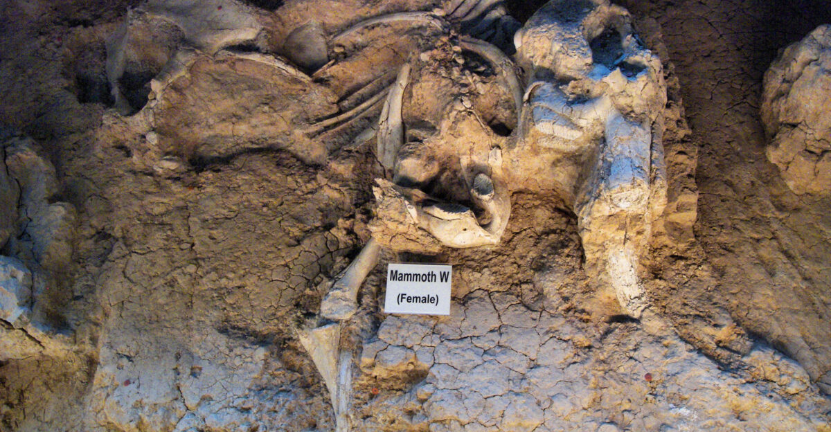 Mammoth remains at the Waco Mammoth National Monument Mammoth W is a female mammoth buried 53 000 years ago