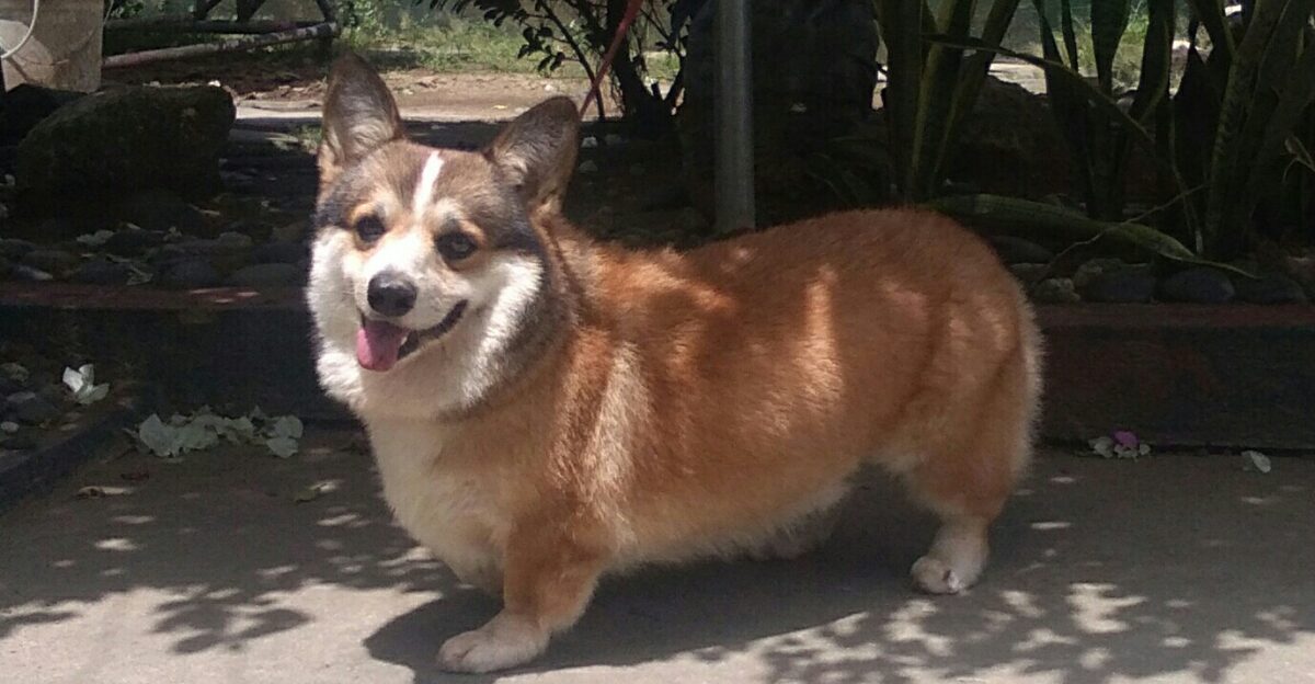 The Pembroke Welsh Corgi k r i Welsh for dwarf dog a is a cattle herding dog breed that originated in Pembrokeshire Wales It is one of two breeds known as a Welsh Corgi the other being the Cardigan Welsh Corgi Pembroke Welsh Corgis descended from the Spitz family of dogs