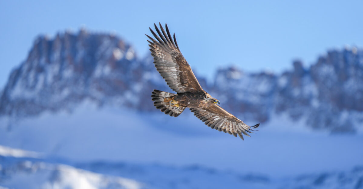 Wild golden eagle and Majinghorn Pfyn-Finges Switzerland