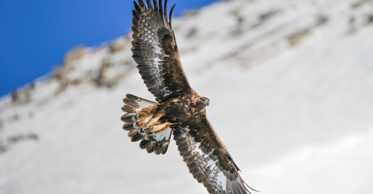Wild Golden eagle Aquila chrysaetos in flight at Pfyn-Finges Switzerland