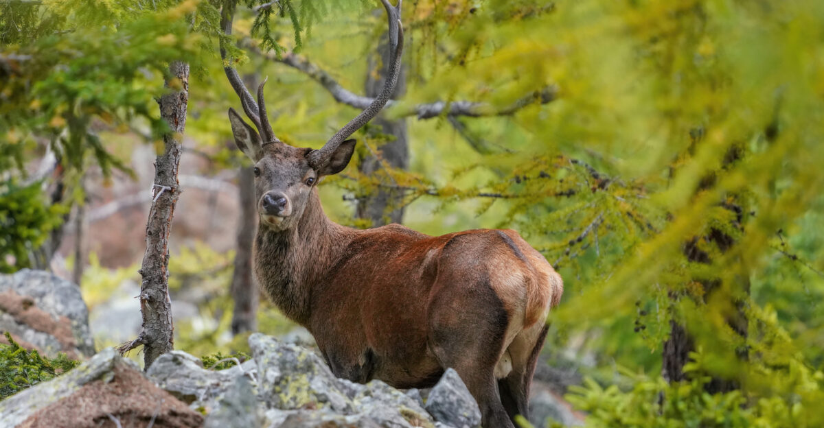 Wild red deer in the Aletsch Forest Nature Reserve