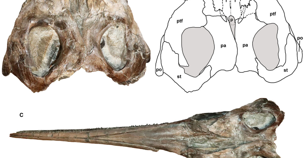 Skull of Xiphodracon goldencapensis ROM VP52596 Photograph A and interpretative illustration B of the skull roof in dorsal view C entire skull in dorsal view D ventral view of the same Arrow points to a large bony mass of unknown origin Abbreviations f frontal n nasal p pineal pa parietal po postorbital prf prefrontal ptf postfrontal st supratemporal Scale bar represents 10 cm C D