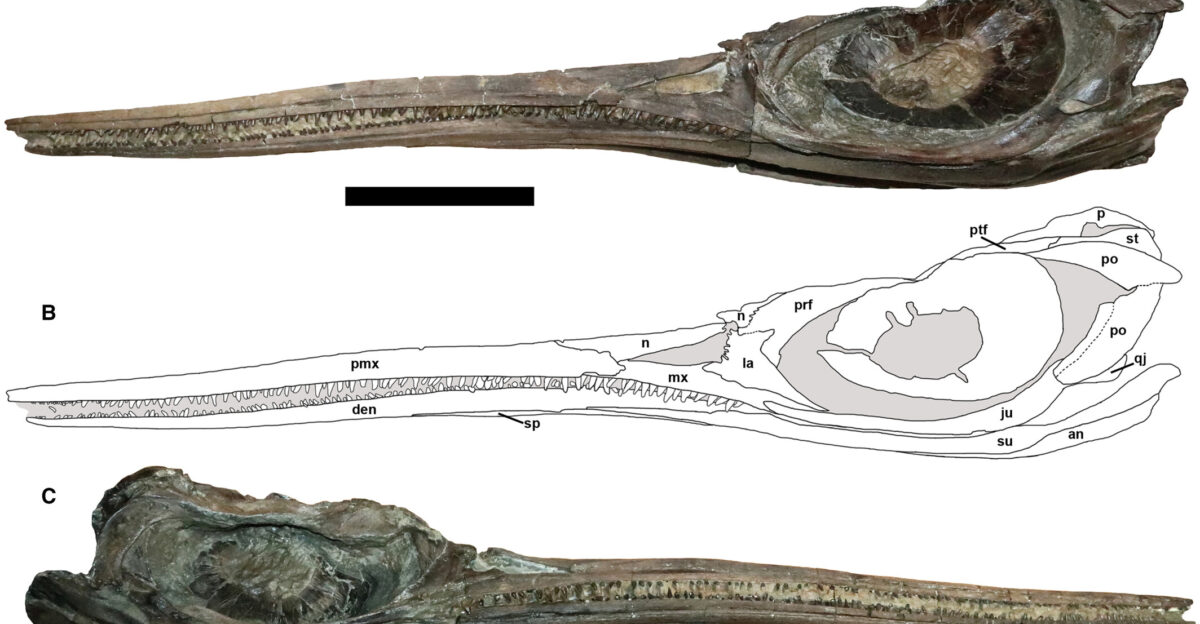 Skull of Xiphodracon goldencapensis ROM VP52596 Photograph A and interpretative illustration B in left lateral view C photograph of the right lateral view Note the unusual multi-prong projections on the anterodorsal margin of the lacrimal and similar but smaller interdigitating structures on the prefrontal see also Fig 4 Abbreviations an angular den dentary ju jugal la lacrimal mx maxilla n nasal p parietal pmx premaxilla po postorbital prf prefrontal ptf postfrontal qj quadratojugal sp splenial st supratemporal Scale bar represents 10 cm