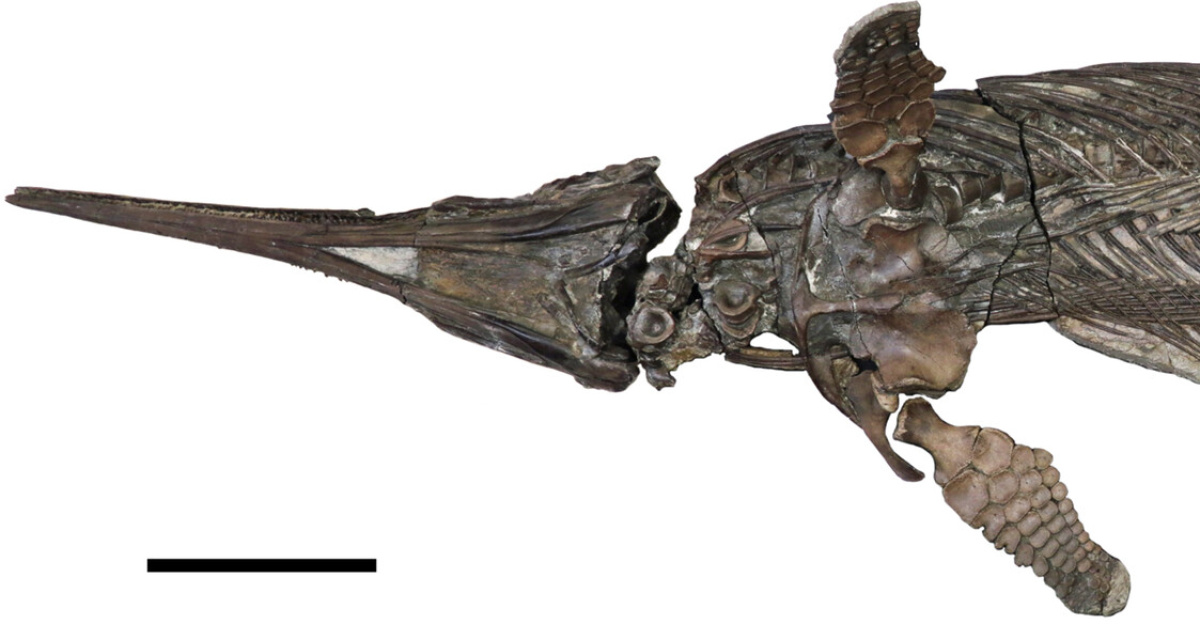 The holotype and only known specimen of the hauffiopterygian leptonectid, <i>Xiphodracon goldencapensis</i> (<b>ROM VP52596</b>) from Golden Cap, between Charmouth and Seatown, Dorset, UK. The skeleton is exposed in ventrolateral view. The skull has been fully prepared free of matrix whereas most of the skeleton is still in matrix. The left (upper) forefin has been prepared so that it is three-dimensionally preserved and projects upwards. Scale bar represents 20 cm.