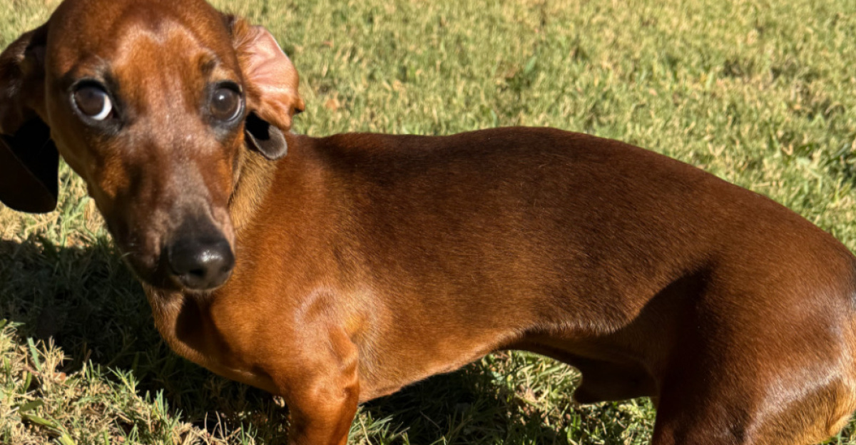A brown miniature dachshund puppy
